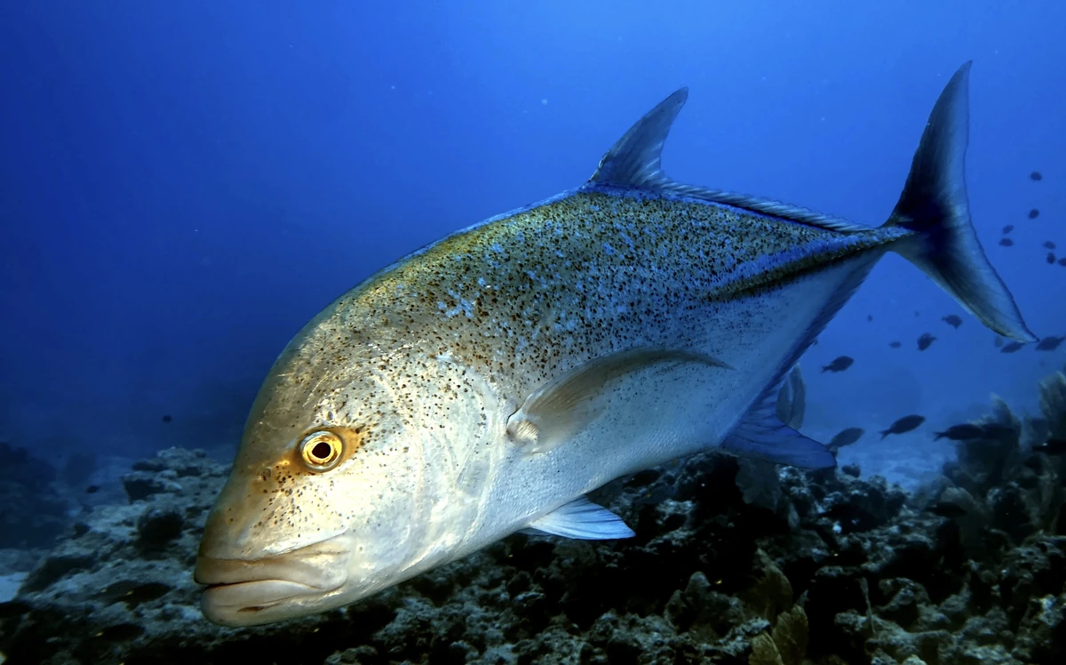 Trevally swimming over a coral reef in Mauritius, with blue water and small reef fish in the background.