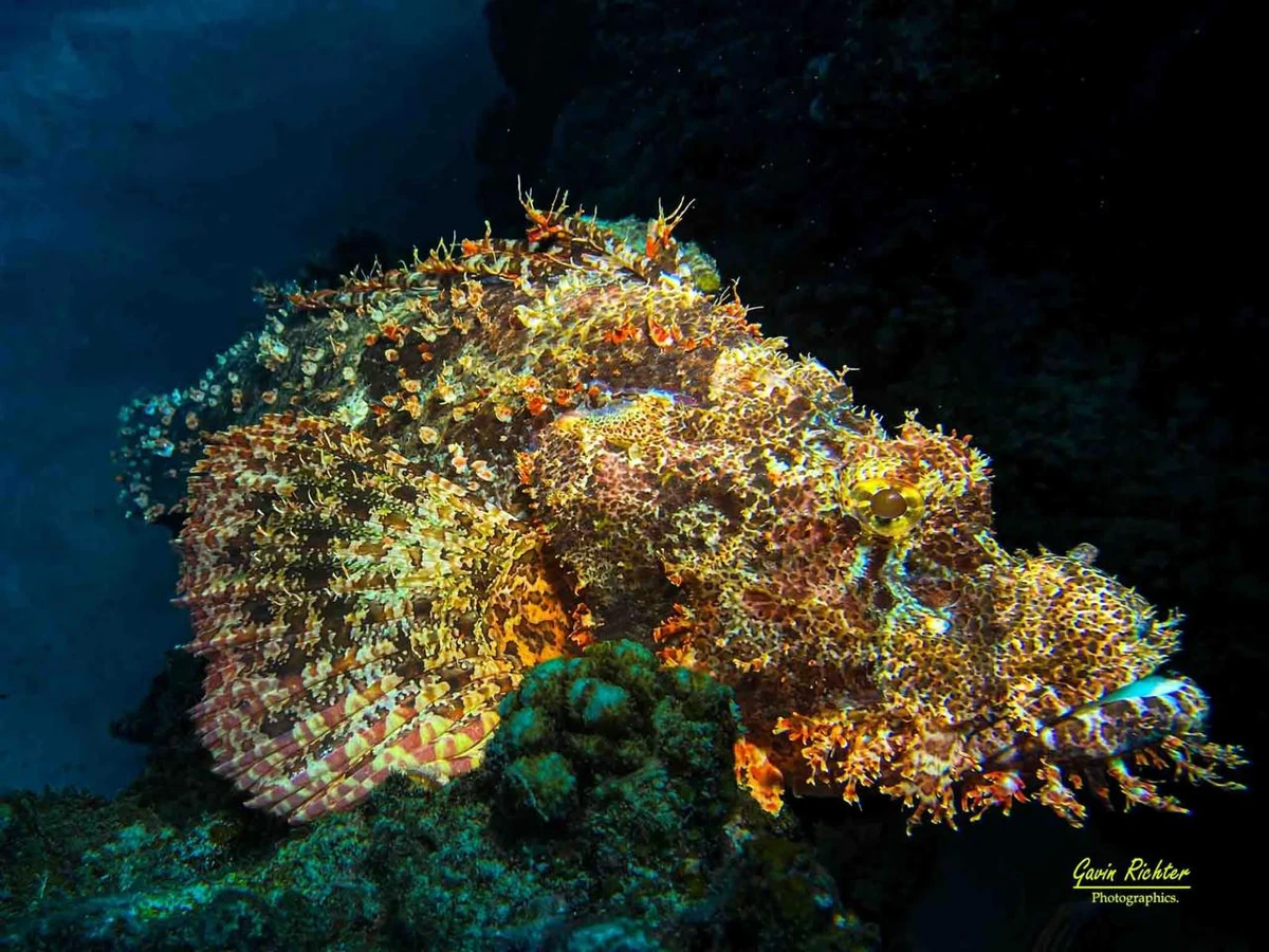 Scorpionfish camouflaged on a coral reef in Mauritius, blending with rocks, coral textures, and underwater shadows.