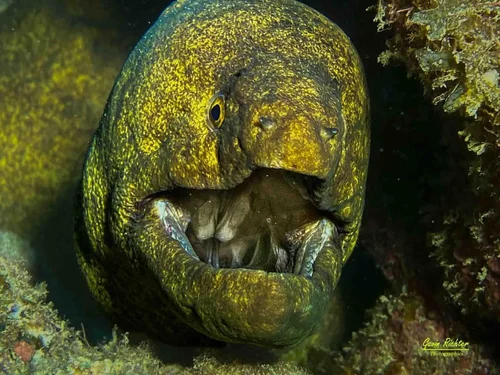 Moray Eel in a Reef Crevice