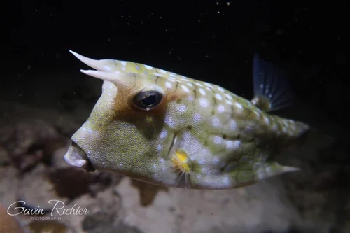 Longhorn Cowfish Close-Up