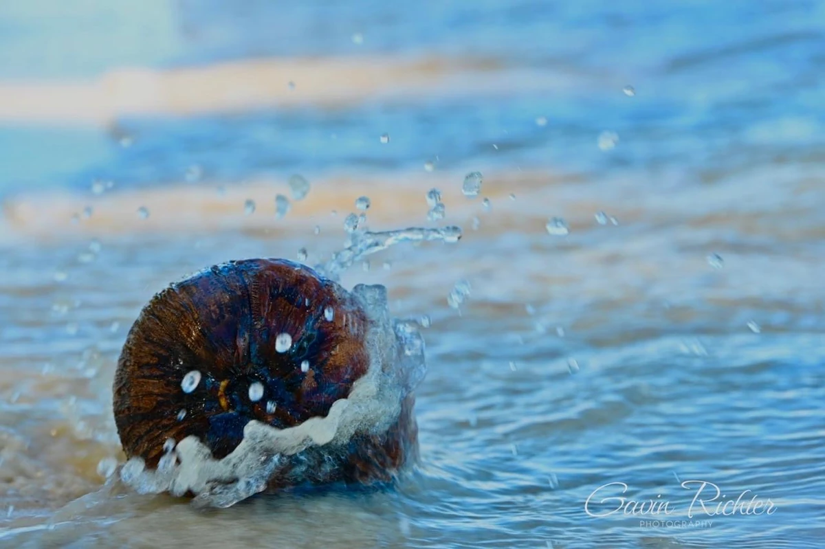 Coconut on the shoreline in Mauritius being hit by a small wave, with water splashing around it.