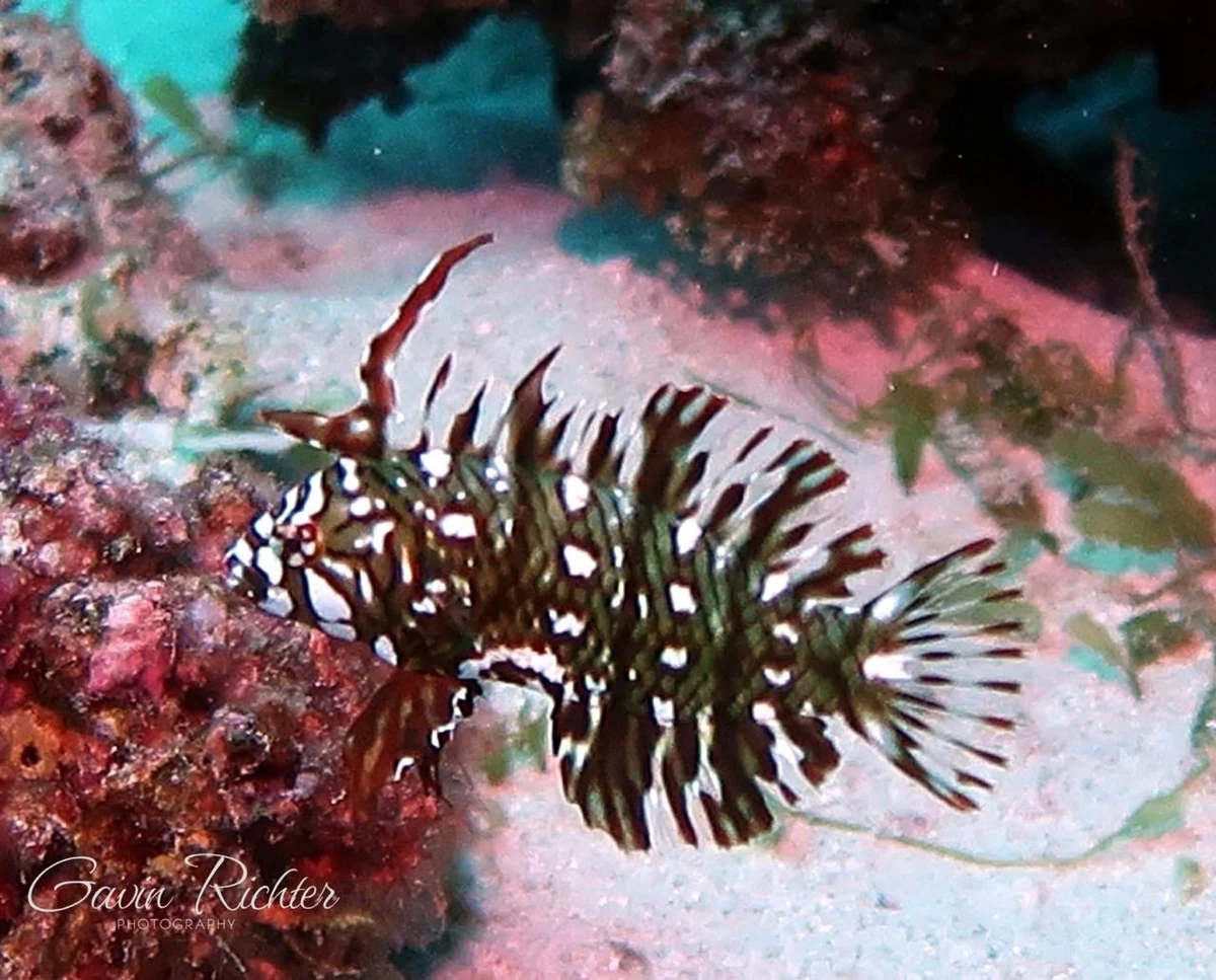 Ornate Ghost Pipefish with striped camouflage swimming close to a coral reef in Mauritius.