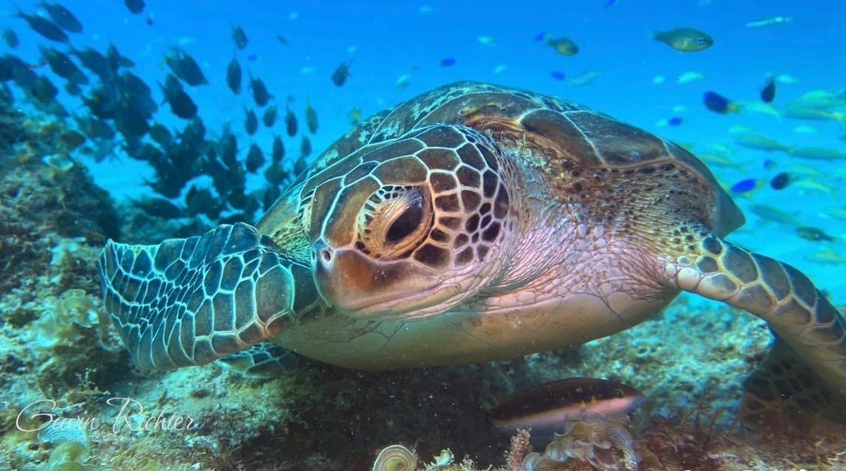 Green Sea Turtle swimming over a coral reef in Mauritius with small reef fish in the blue water.
