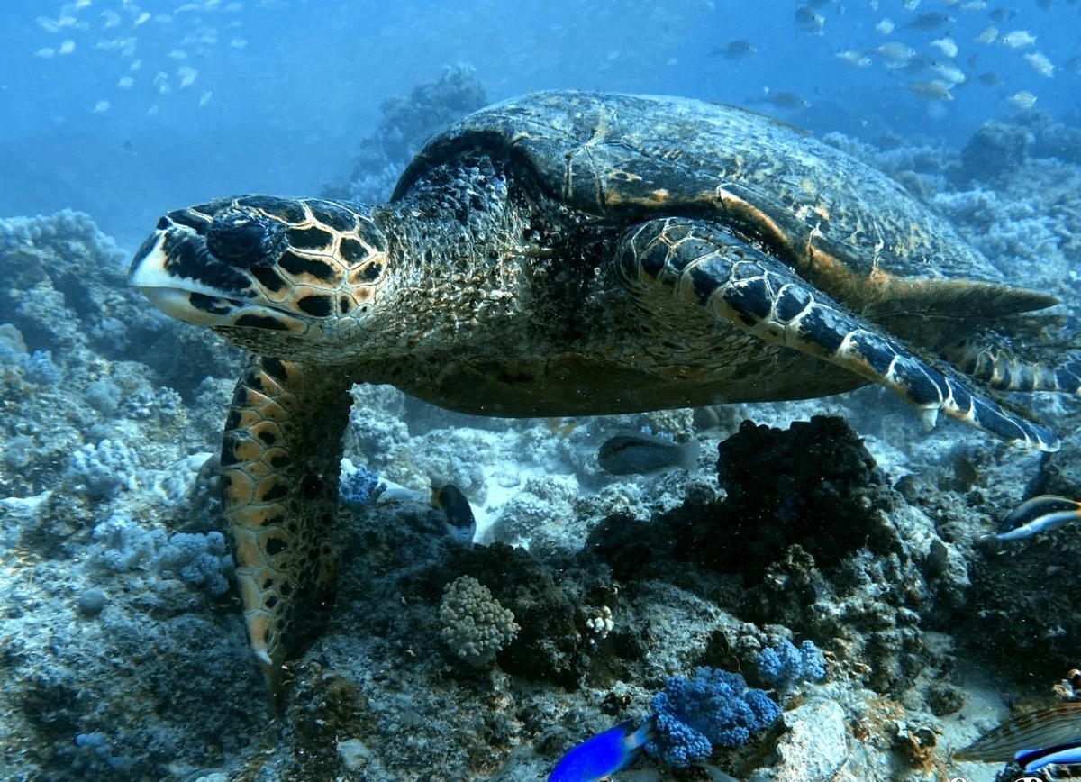 Hawksbill Sea Turtle swimming above a coral reef in Mauritius with blue water and small fish in the background.