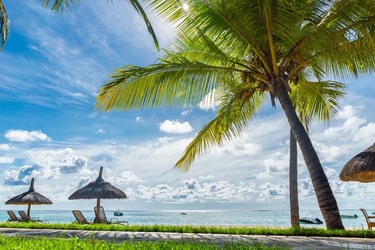 Seafront beach promenade with coconut trees, green grass and calm sea in Mauritius under a blue summer sky