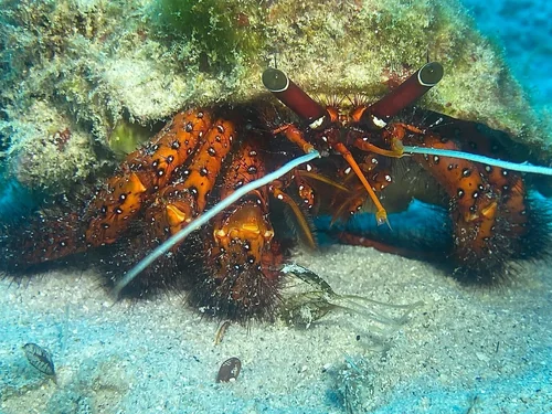 Hermit Crab Sheltering Under a Reef