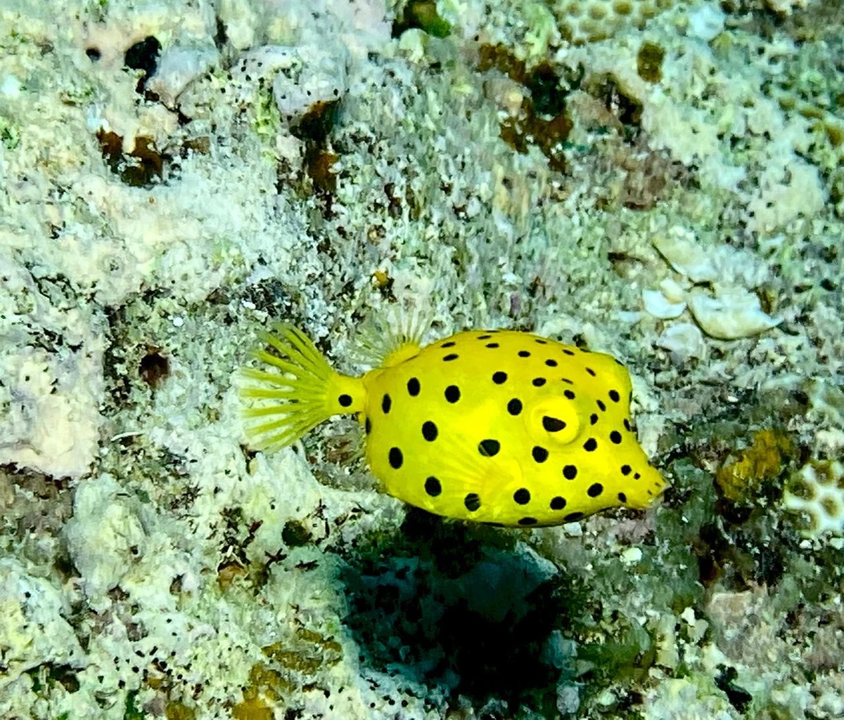 Yellow boxfish with black spots swimming above a coral reef in Mauritius.