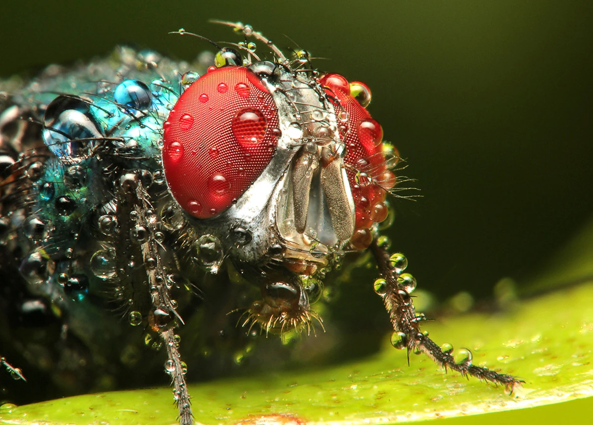 Close-up of a fly covered in sparkling morning dew, showing red eyes and tiny water droplets in fine detail.