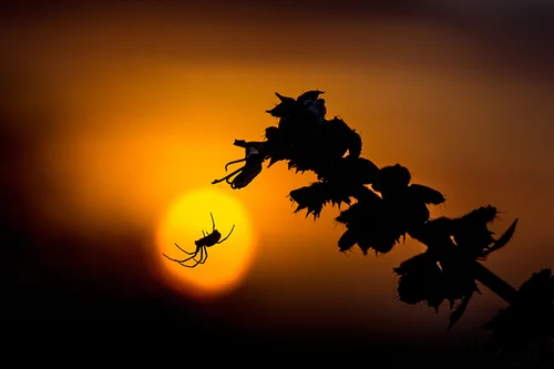 Spider Silhouette Against the Sunset
