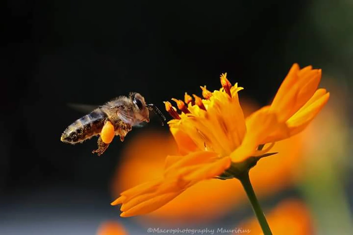 Hovering bee in flight beside an orange cosmos flower in Mauritius, captured while collecting nectar.