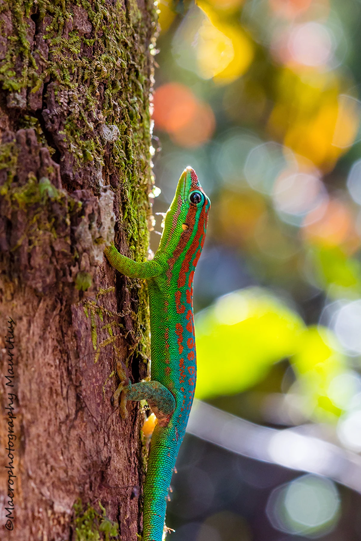 Blue-tailed Day Gecko, Phelsuma cepediana, on a tree trunk in Black River Gorges National Park, Mauritius.