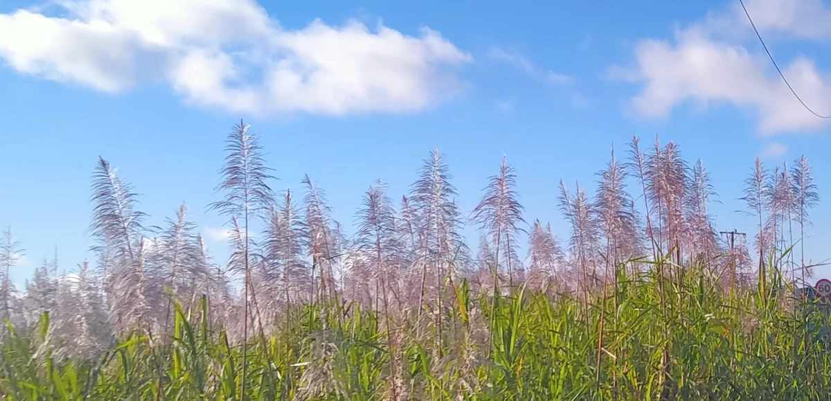 Sugarcane flowers in bloom along Montagne Blanche road, with tall green cane and feathery plumes under a blue sky.