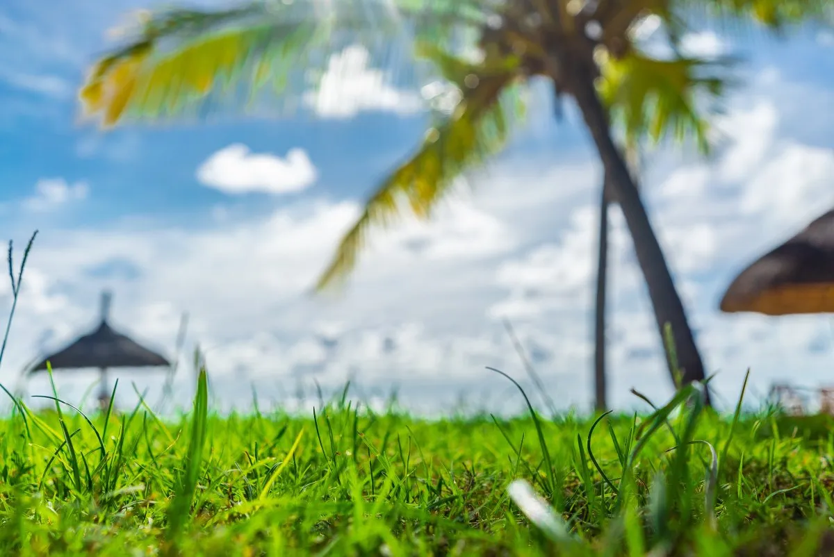 Close-up of green grass with hidden beach and sky in the background in Mauritius
