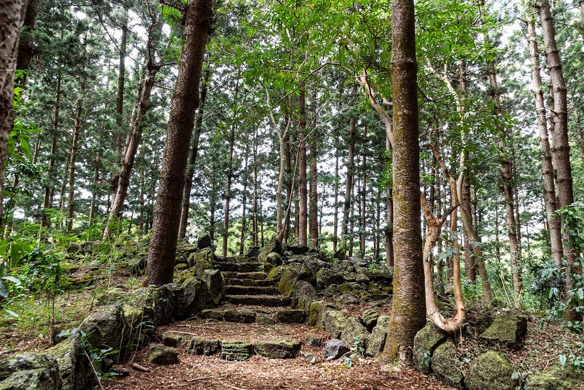 Old stone stairs in Daruty Forest at Petit Raffray, Mauritius, surrounded by tall trees, mossy rocks, and forest vegetation.
