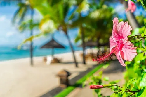 Pink Hibiscus blooming on the beach wallpaper