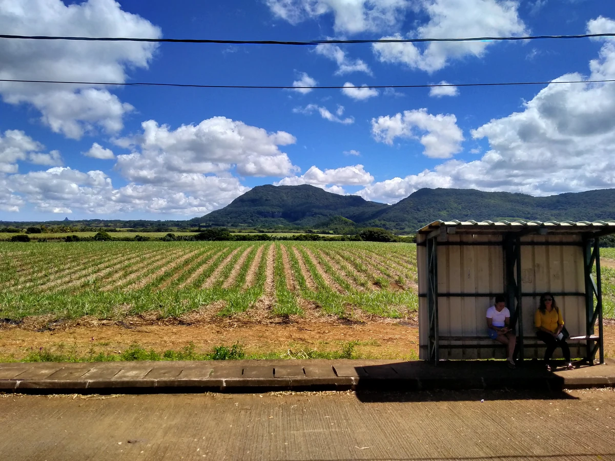 People waiting at a bus stop in Bel Air, Mauritius, with sugarcane fields and hills in the background.