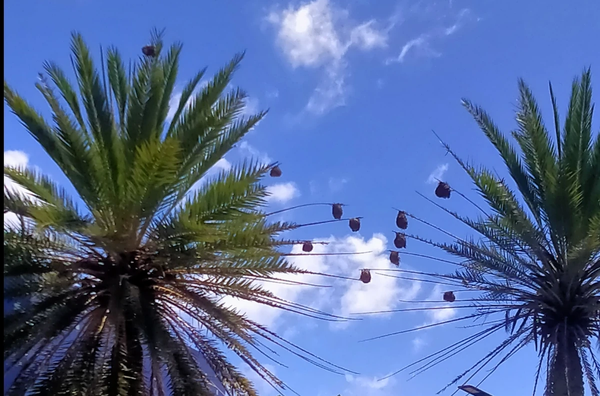Weaver bird nests hanging from thin palm fronds in Mauritius, suspended high above the ground against a blue sky.