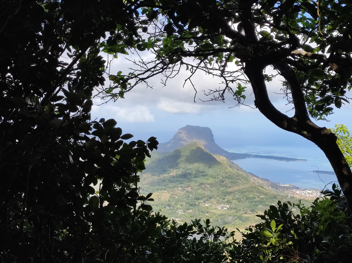 View of Le Morne Brabant through forest branches from Piton de la Petite Rivière Noire in Mauritius.