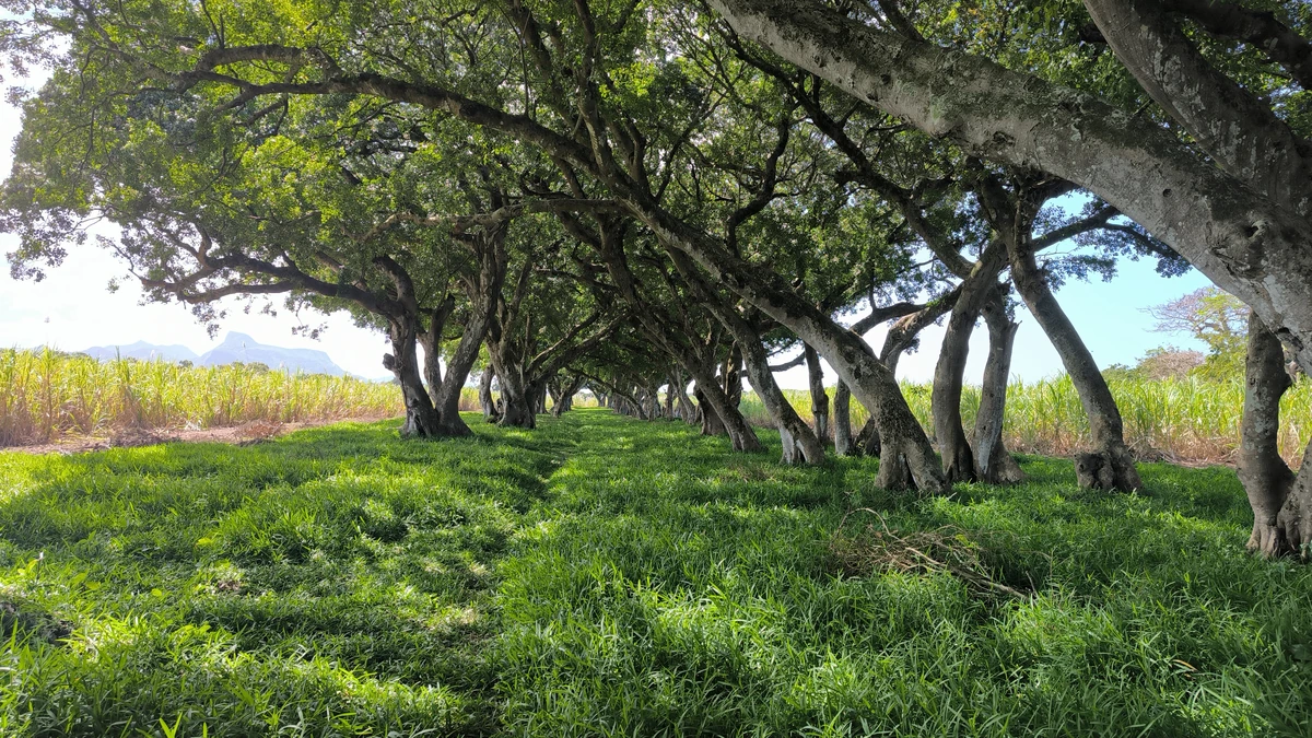 Natural tree tunnel pathway at Beau Vallon in Mauritius, with curved trunks, green grass, and sugarcane fields nearby.