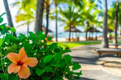 Amazing orange hibiscus flower at hotel beach garden