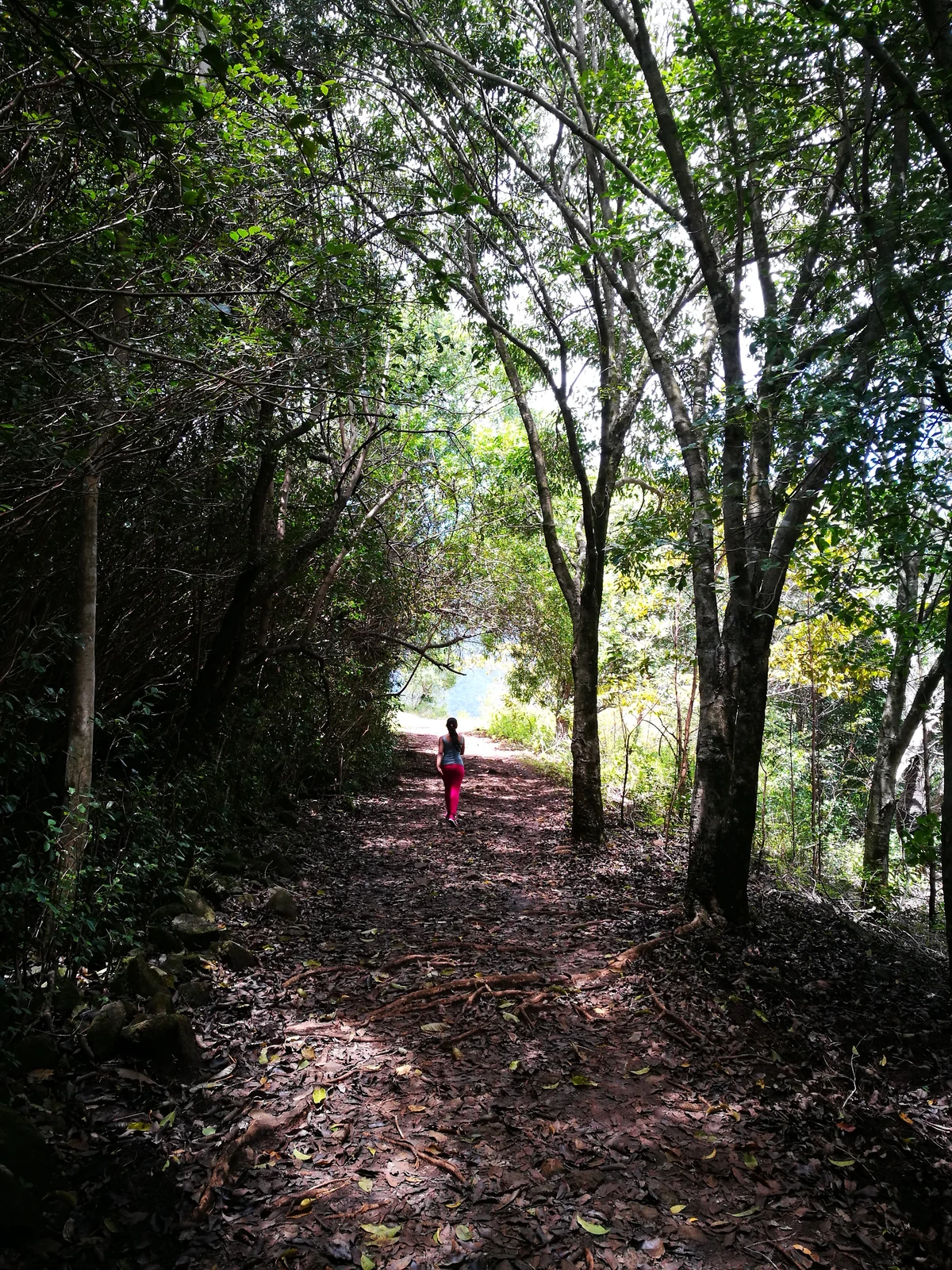 Person walking along a shaded forest trail in Black River Gorges National Park, Mauritius.