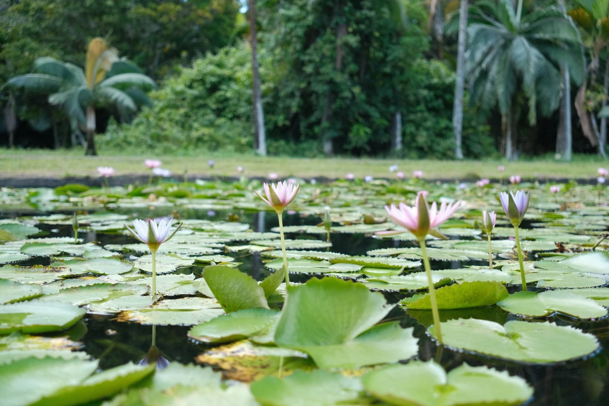 Water lilies growing in the pond at Pamplemousses Botanical Garden in Mauritius, with floating leaves, flowers, palms, and greenery in the background.