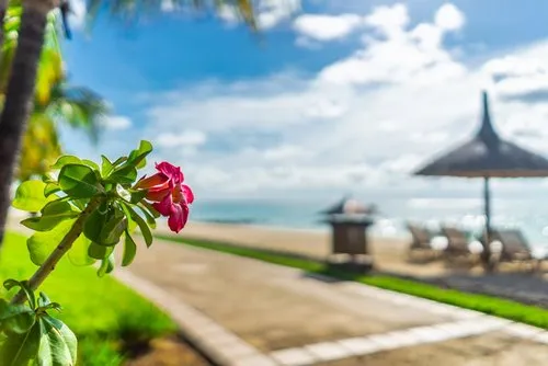 Hotel desert rose flower on sandy beach near pathway