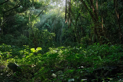 Forest Near Pont Bon Dieu Cave