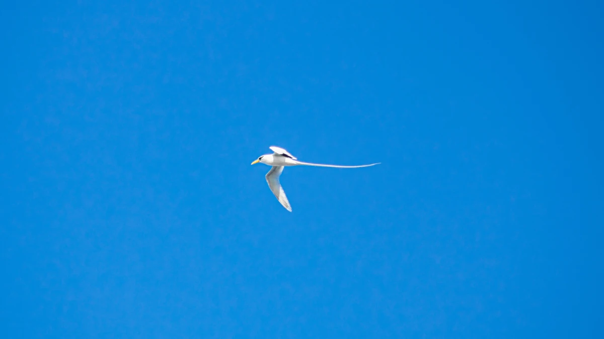 The Paille-en-Queue is a beautiful seabird that serves as one of the most prominent cultural and natural symbols of Mauritius
