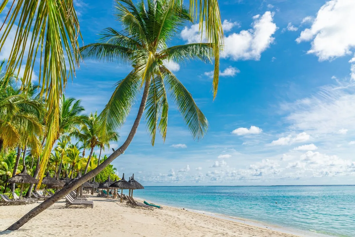 Sloping coconut palm tree near seaside at Paradis Beachcomber hotel in Mauritius under clear sky