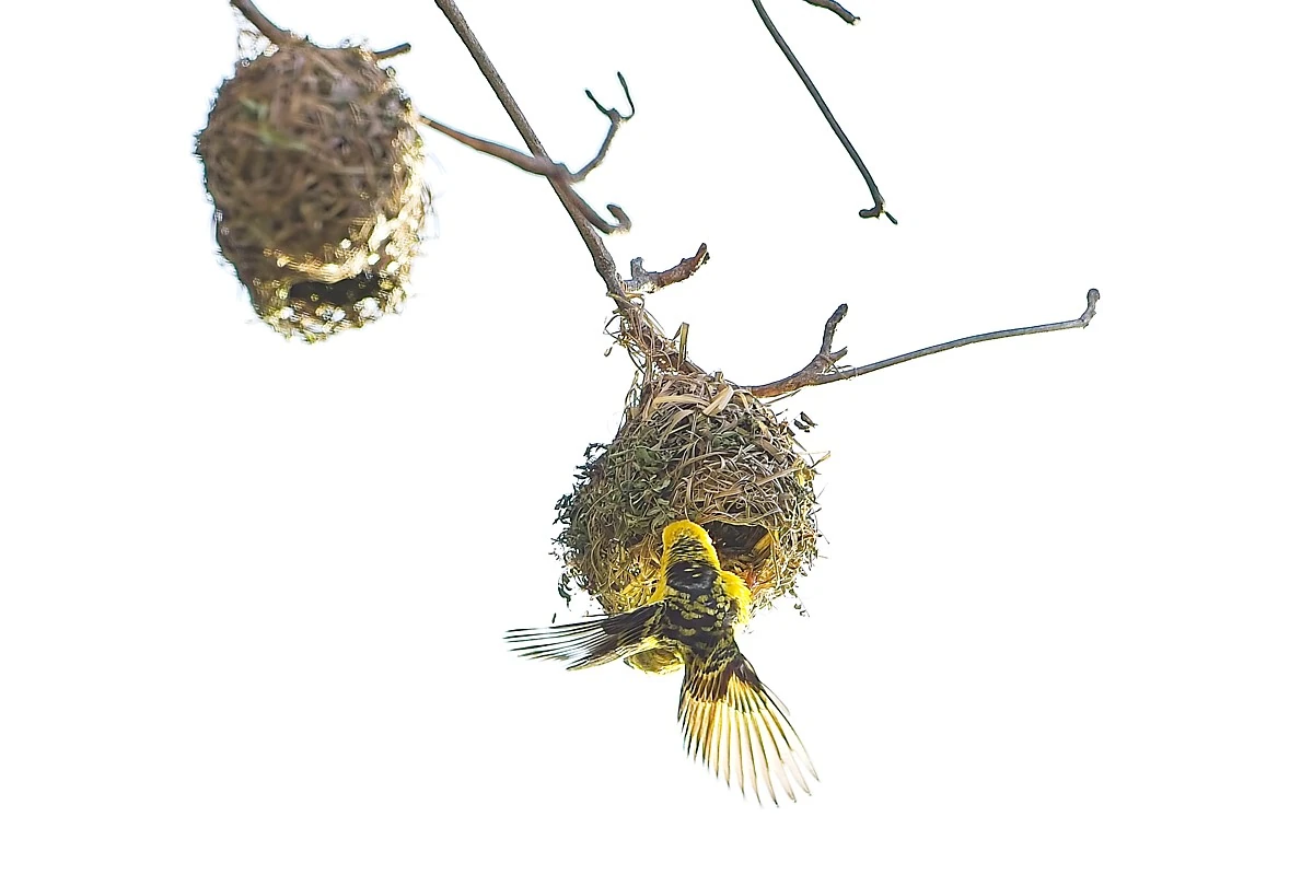 Weaver bird building a hanging nest in Mauritius with its wings and tail feathers spread against a bright backlit background