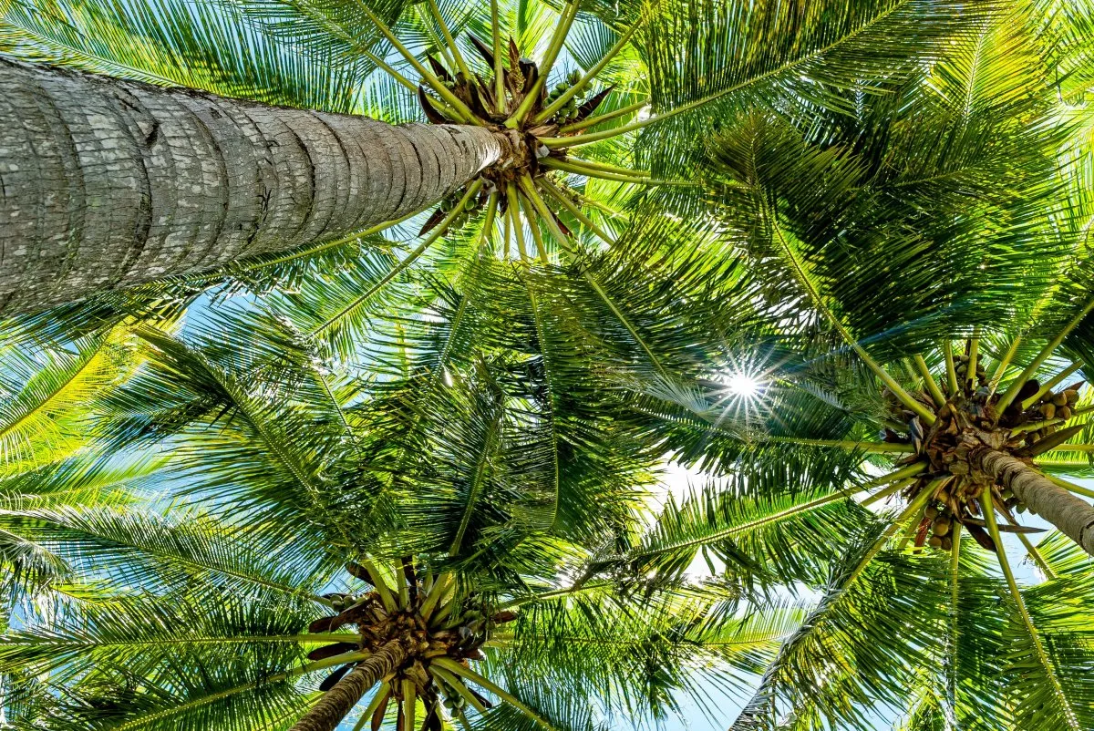 Sunlight shining through coconut tree leaves at Constance Belle-Mare Plage in Mauritius