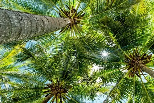 Sun rays through Coconut leaves on Mauritius island