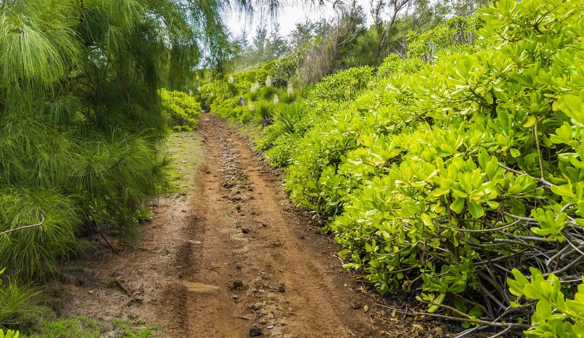 Green nature trail surrounded by dense plants and trees in the south of Mauritius