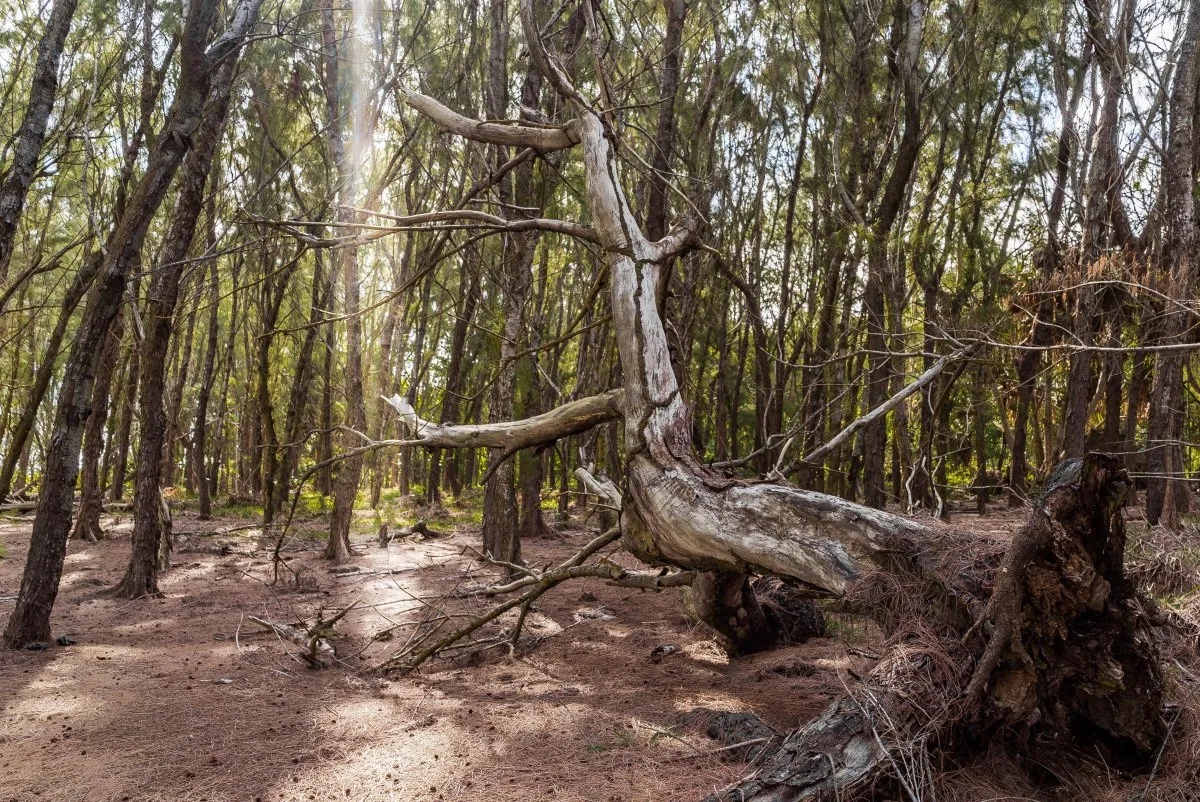 Uprooted dead tree in Mauritius forest with sunbeam reaching the earth near cliffs