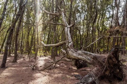 Uprooted dead tree in Mauritius forest