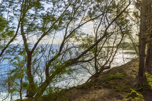 Deep blue ocean behind green trees down the cliffs