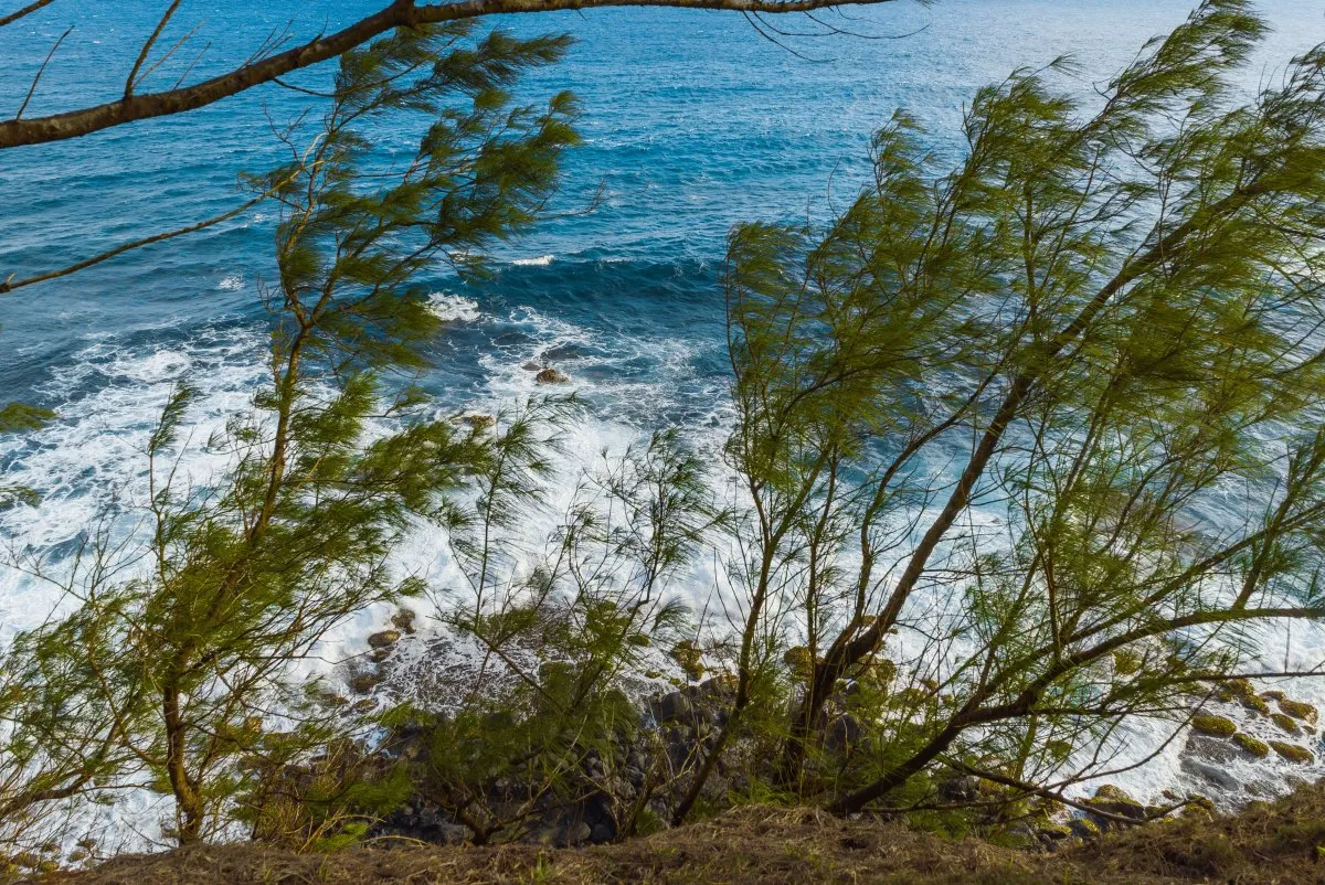 Filao trees growing on a rocky cliff with waves crashing on the beach in Mauritius