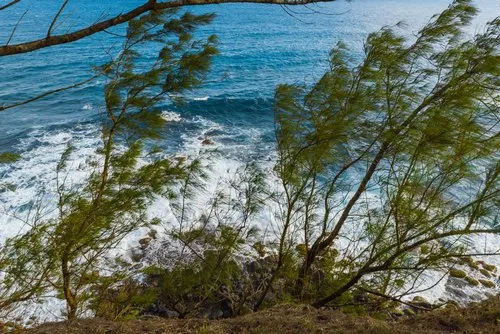 Filao trees growing on dangerous precipice