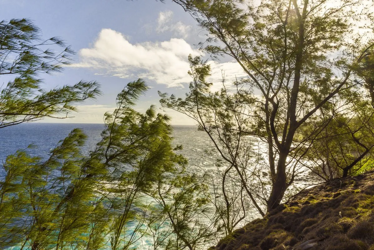 Ocean waves crashing against volcanic cliffs by Filao trees in a lush forest in Mauritius with soft green moss