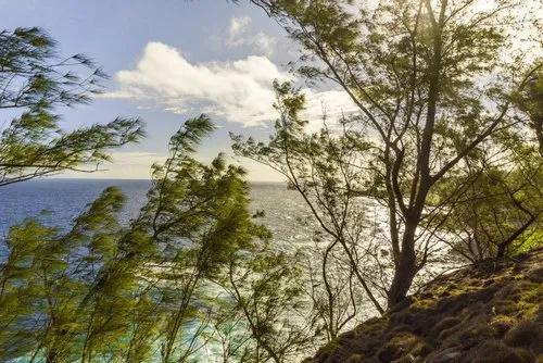 Ocean waves view from Forest in Mauritius
