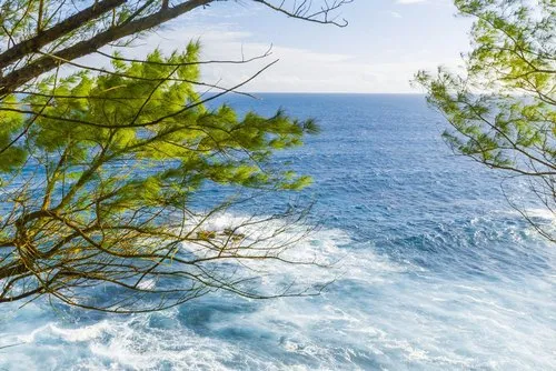 Seascape deep water and green branches view from the cliffs