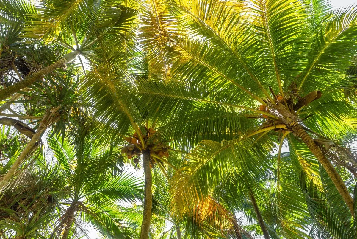 Coconuts hanging on tall trees with palm branches in Andrea Lodges garden, Mauritius
