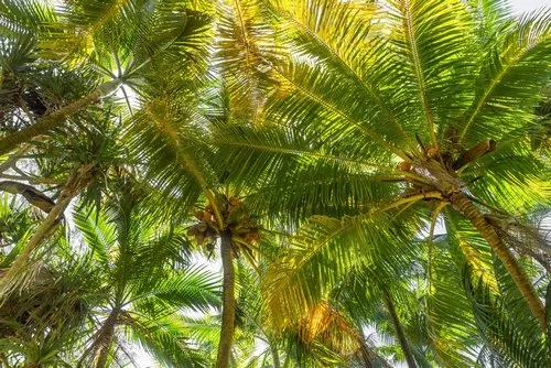 Coconuts hanging on tree in Andrea lodges garden