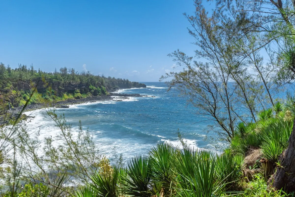 Green agave plants growing on the cliffs near Andrea Lodge with waves and sea in Mauritius