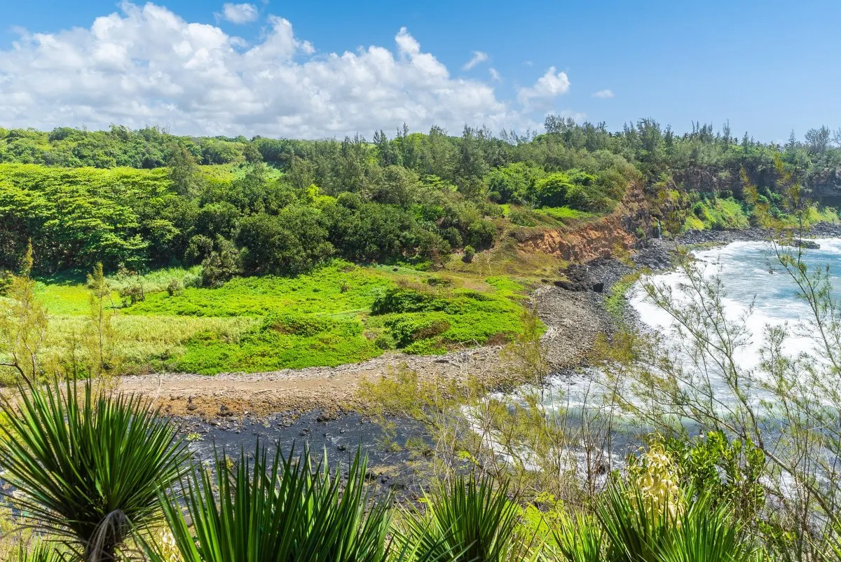 Lush wild vegetation including agave plants on the South Coast of Mauritius with natural seascape