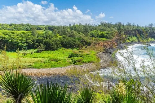 Wild vegetation of the South Coast of Mauritius