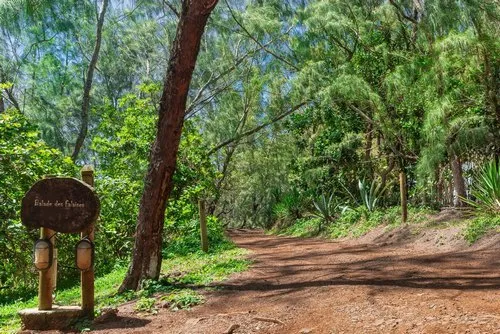 Nature Footpath to the black stone cliffs in Mauritius