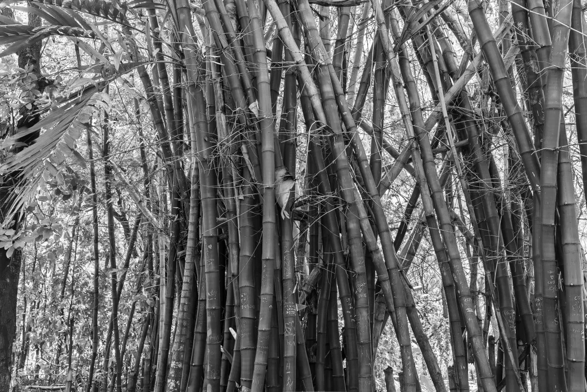 Black and white photo of Chinese Bamboo growing in Andrea Lodges garden, Mauritius