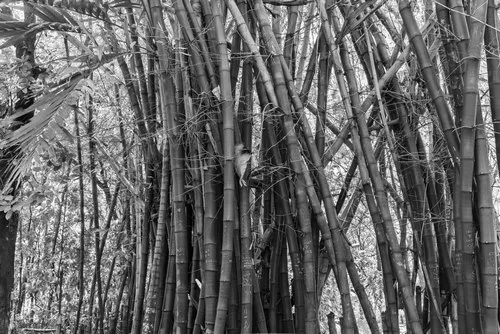 Chinese Bamboo black and white photo